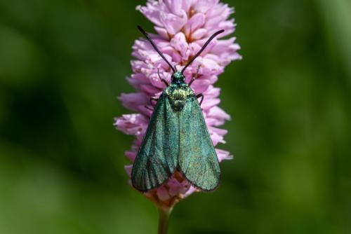 Réf. 215 754 : Adscita sp.